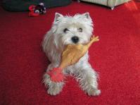 Klik op de foto voor groter formaat